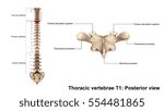 Thoracic vertebrae T1 Posterior view 3d illustration