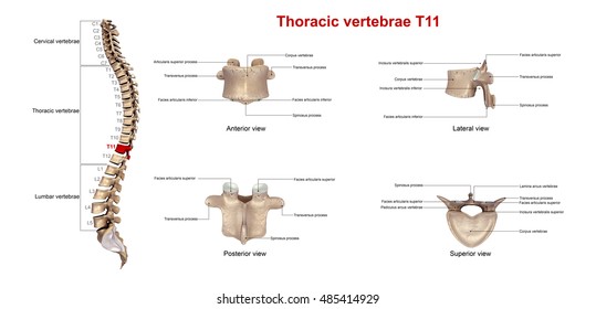 Thoracic Vertebrae T11 3d Illustration Stock Illustration 485414929 ...