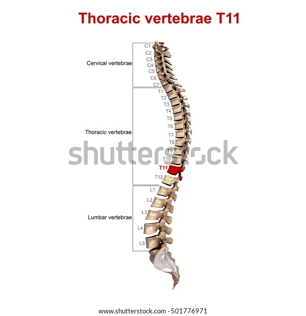 Thoracic Vertebrae T11 3d Illustration Stock Illustration 501776971 Shutterstock 7648