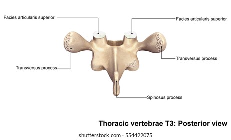 Thoracic Vertebrae T Bone Anatomy Labeled 库存插图 Shutterstock