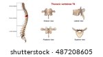 Thoracic vertebrae T6 3d illustration