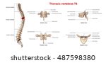 Thoracic vertebrae T6 3d illustration