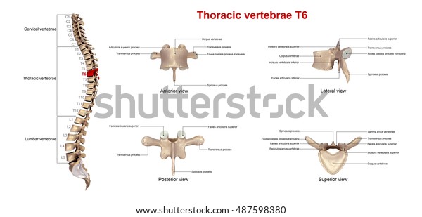 Thoracic Vertebrae T6 3d Illustration Stock Illustration 487598380