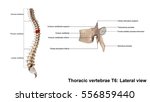 Thoracic vertebrae T6 Lateral view 3d illustration