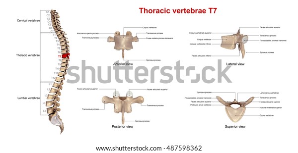 Thoracic Vertebrae T7 3d Illustration Stock Illustration 487598362