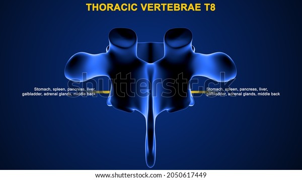 Thoracic Vertebrae T Bone Anatomy Labeled Stock Illustration