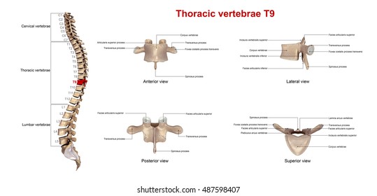 Thoracic Vertebrae T11 3d Illustration Stock Illustration 485414929 ...