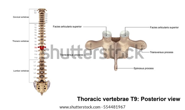 large flat triangular bone that overlies the posterior thoracic wall