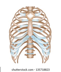 Thorax Ribs Sternum Vertebral Column Detailed Stock Illustration ...