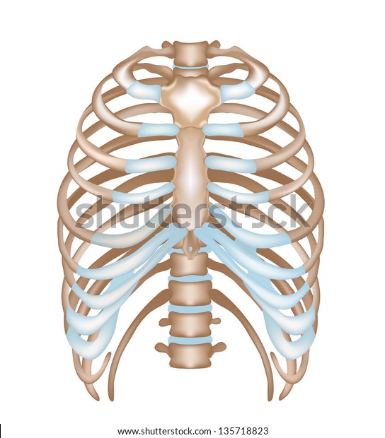 Thorax Ribs Sternum Vertebral Column Detailed Stock Illustration 135718823