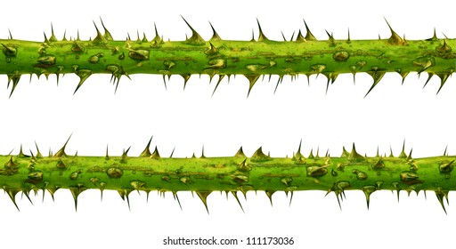 Thorn Branches Border Design With Pointy Needles On A Green Plant As A Business Symbol Of The Dangers Of Financial Risk  Or Protection And Security Icon Isolated On A White Background.