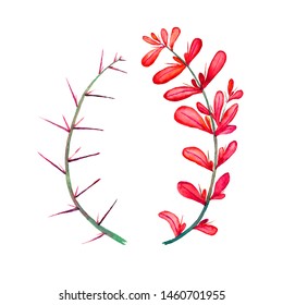 Thorny Berberis Vulgaris (common, European Or Simply Barberry) Twig With Red Leaves And Thorns, Isolated Hand Painted Watercolor Illustration Design Element For Invitation, Car