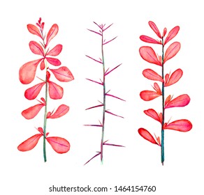 Thorny Berberis Vulgaris (common, European Or Simply Barberry), Twigs With Red Leaves And Thorns, Isolated Hand Painted Watercolor Illustration Design Element For Invitation, Car
