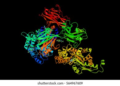 THP, A GPI-anchored Glycoprotein. Produced By The Thick Ascending Limb Of The Loop Of Henle Of The Mammalian Kidney. The Matrix Of Urinary Casts Derived From The Secretion Of Renal Tubular Cells.