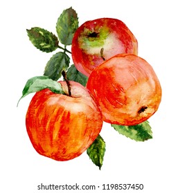 Three apples and leaves  Watercolor illustration white background 