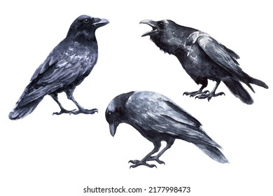 Three black birds raven