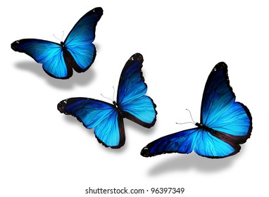 Three Blue Butterflies Flying, Isolated On White