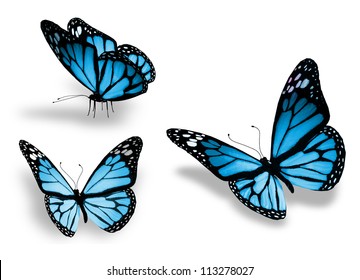 Three Blue Butterfly, Isolated On White Background