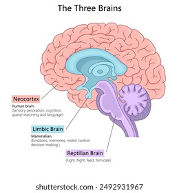 three brains neocortex, limbic brain, reptilian brain. Sensory perception, emotions, and survival instincts diagram hand drawn schematic raster illustration. Medical science educational illustration