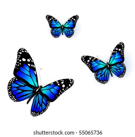 Three Butterflies Blue Color On White Stock Illustration 55065736 