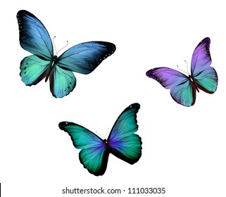 Three Butterfly Isolated On White Background Stock Illustration ...