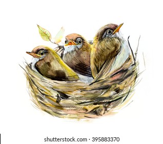 Three Chicks. Nest With A Baby Birds. Family. Watercolor Hand Drawn Illustration.