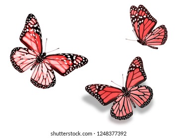 Set Beautiful Flying Common Tiger Butterflies Stock Photo (Edit Now ...