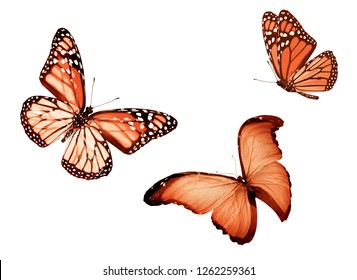 Three color butterflies, isolated on white background - Shutterstock ID 1262259361
