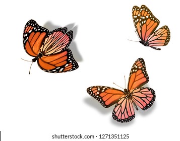 Three color butterflies, isolated on white background - Shutterstock ID 1271351125
