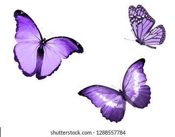 Three Color Butterflies Isolated On White Stock Illustration 1248377476 ...
