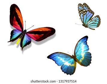 Three Color Butterflies Isolated On White Stock Illustration 1317937514 