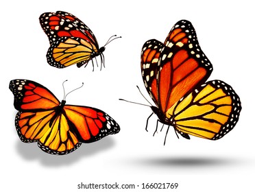 Beautiful Three Monarch Butterfly Isolated On Stock Photo 368626856 ...