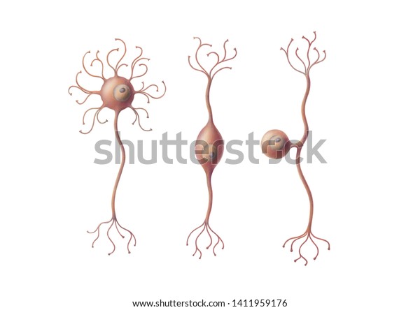 Suchen Sie Nach Drei Verschiedene Arten Von Neuronen Bipolar Stockbildern In Hd Und Millionen Weiteren Lizenzfreien Stockfotos Illustrationen Und Vektorgrafiken In Der Shutterstock Kollektion Jeden Tag Werden Tausende Neue Hochwertige Bilder