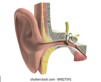 Three dimensional human ear anatomy