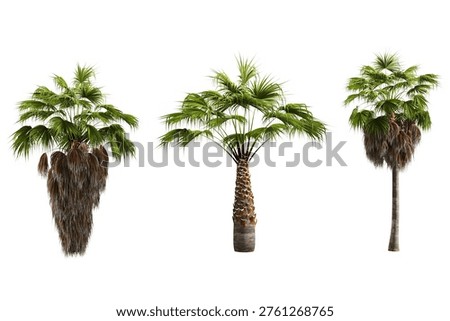 Three distinct palm trees on a pure white background, perfect for tropicalthemed designs, vacation promotions, and natureinspired projects.