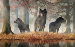 Three Gray Wolves On The Hunt Stand By A Pond In An Autumn Colored Forest. The Leader Of The Pack Looks Straight At You While The Other Two Animals Scan The Woods Searching For Prey. 3D Rendering