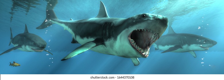 11,651 Shark attack Stock Illustrations, Images & Vectors | Shutterstock