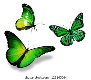 Three Green Butterfly, Isolated On White Background