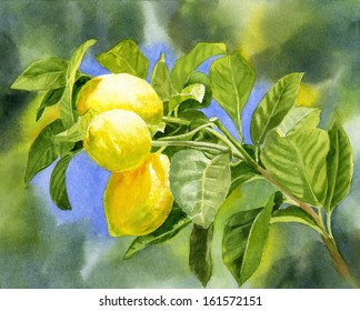 Three Lemons With Background.  This Is A Watercolor Painting Of Three Lemons On A Lemon Tree Branch With A Background Painted Wet In Wet.