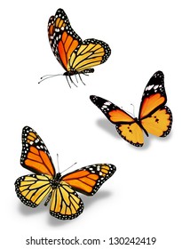 341,406 Orange butterfly Images, Stock Photos & Vectors | Shutterstock
