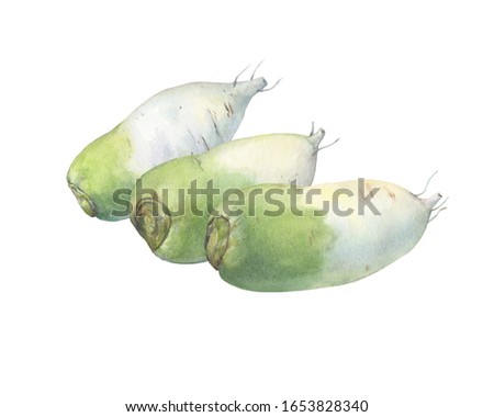 Three ripe whole of daikon radish (also called an white carrot, winter radish). Hand drawn botanical watercolor painting illustration isolated on white background.