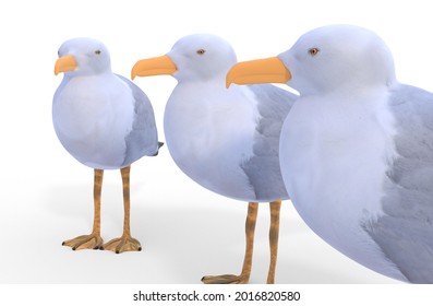 Three Sea Gull, Isolated On White Background 3d Illustration