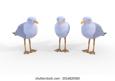 Three Sea Gull, Isolated On White Background 3d Illustration