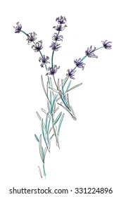 854 Lavender sprig Stock Illustrations, Images & Vectors | Shutterstock