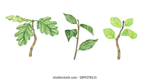 Three Twig With Leaves Isolated On White. Watercolor Hand Drawing Illustration. Elements For Foliage Spring Design. Oak Seedling.