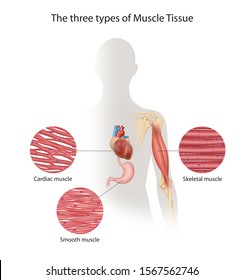 1,240 Cardiac muscle cell Images, Stock Photos & Vectors | Shutterstock