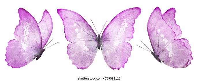 Three Watercolor Butterflies Isolated On White Stock Illustration ...