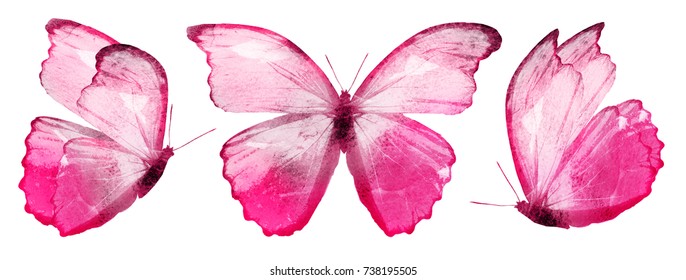 Three watercolor butterflies, isolated on white background