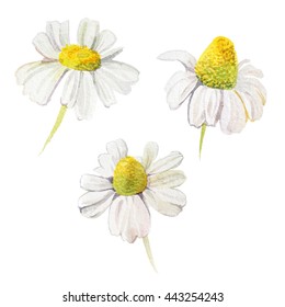 Three Watercolor Daisies On White Background.