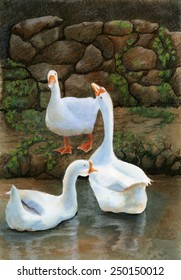 Three White Ducks. Watercolor, Colored Pencil And Ink Painting Of Three White Ducks Swimming In A Pond With A Stone Wall Behind.